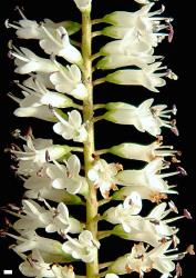 Veronica corriganii. Part of an inflorescence. Scale = 1 mm.
 Image: W.M. Malcolm © Te Papa CC-BY-NC 3.0 NZ